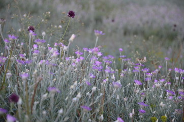 Fototapeta premium field of lavender flowers