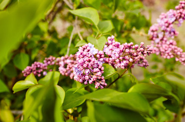 Beautiful lilac blossom.Flowering lilac tree.Fresh spring background on nature outdoors.Soft focus image of blossoming flowers in spring time.For easter and spring greeting cards
