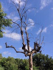 tree in the sky