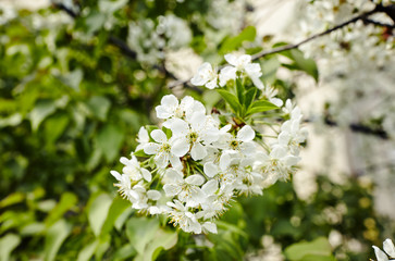 Beautiful white cherry blossom.Flowering cherry tree.Fresh spring background on nature outdoors.Soft focus image of blossoming flowers in spring time.For easter and spring greeting cards