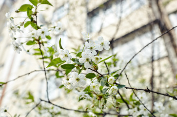 Obraz premium Beautiful white cherry blossom.Flowering cherry tree.Fresh spring background on nature outdoors.Soft focus image of blossoming flowers in spring time.For easter and spring greeting cards