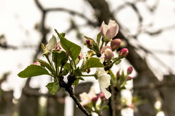 White-pink inflorescences of apple trees and green fresh leaves. For a site about gardening, seasons, fruits, art.Against the background of the fence.