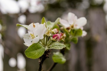 White-pink inflorescences of apple trees and green fresh leaves. For a site about gardening, seasons, fruits, art.Against the background of the fence.