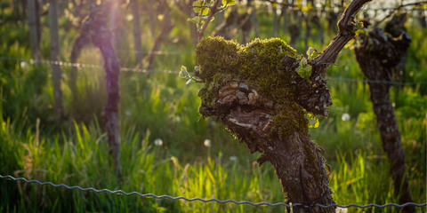 Gnarled vine with moss in spring