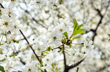 Beautiful white cherry blossom.Flowering cherry tree.Fresh spring background on nature outdoors.Soft focus image of blossoming flowers in spring time.For easter and spring greeting cards