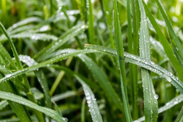 Fototapeta na wymiar Green fresh grass after rain. Raindrops on the blades of grass. For a site about weather, nature, seasons, natural phenomena, art, agriculture.