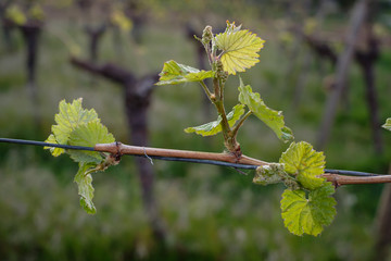 Vine with buds in spring