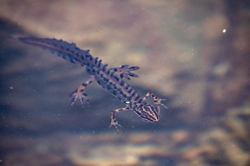 Smooth Newt, Lissotriton vulgaris lantzi swims under water in the small mountain lake, small amphibian animal in the water.