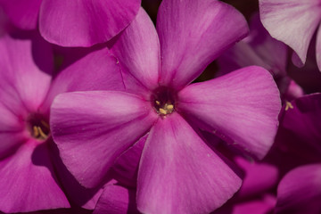 Beautiful flower isolated on garden background