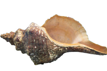 View of a huge Florida horse conch seashell (Pleuroploca gigantea) on white background