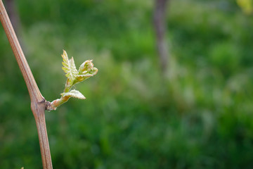 Vine twig with new bud