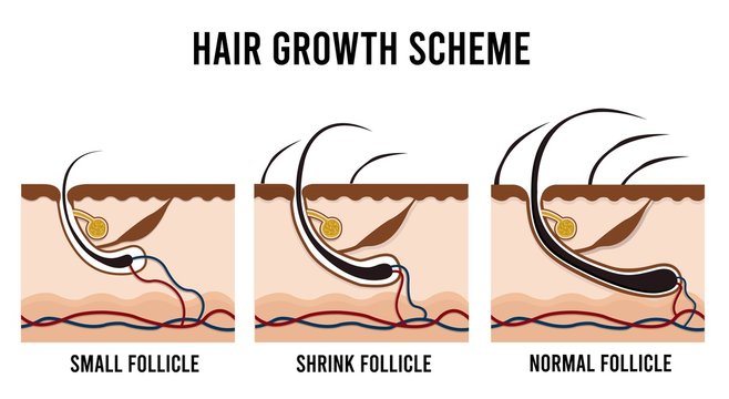 Hair Growth Scheme