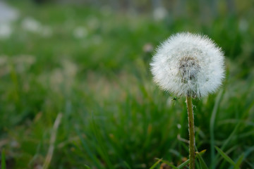 Dandelion blowball on green meadow