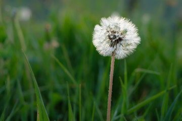 Blowball dandelion close-up