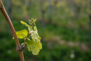 Bud and leaves at a vine © Bernd Schmidt