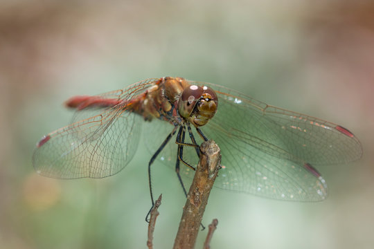 Dragon Fly Close Up On Garden Background