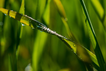 Drops of dew on the green grass. Photographed close-up with a blurred background.