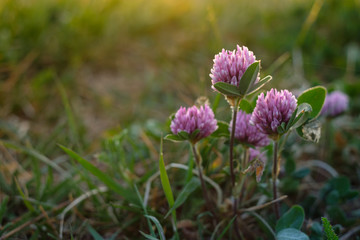 Clover with flower in back lit