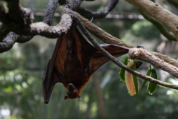 Cute flying fox hanging on a tree branch. Bat with a funny face. Wild animal in the wild. Zoo with good conditions