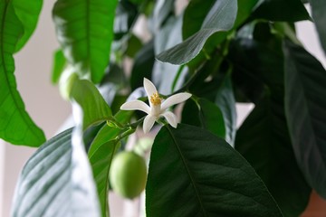 Detail to the white lemon tree flowers and it's pollen stamins. Slovakia