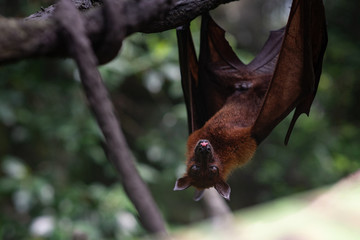 Cute flying fox hanging on a tree branch. Bat with a funny face. Wild animal in the wild. Zoo with good conditions