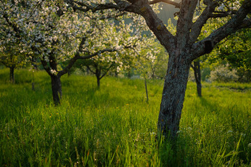 Fototapeta premium Orchard with fruit trees in flower
