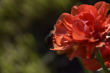 la Cétoine dorée insecte Chrysomelidae Coleoptera