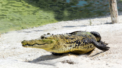 Lagarto joven saliendo del agua
