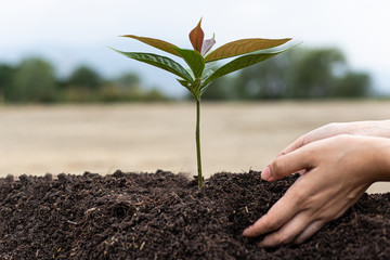 Women holding seedlings are prepared to plant in the ground and take good care of the trees, Plants...