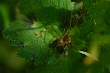 the little spider eats a green grasshopper on a leaf. brown spider attacking grasshopper. spider against grasshopper. spider eating green grasshopper. insect macro shot in nature.