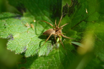 the little spider eats a green grasshopper on a leaf. brown spider attacking grasshopper. spider against grasshopper. spider eating green grasshopper. insect macro shot in nature.