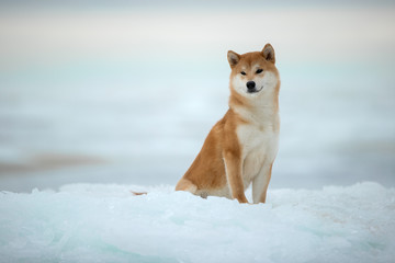 Beautiful portrait of a Shiba dog in the snow. The photo is of good quality.