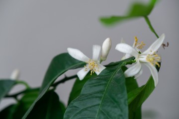 Detail to the white lemon tree flowers and it's pollen stamins. Slovakia