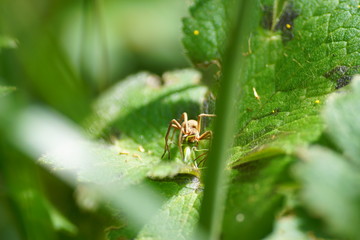 the little spider eats a green grasshopper on a leaf. brown spider attacking grasshopper. spider against grasshopper. spider eating green grasshopper. insect macro shot in nature.