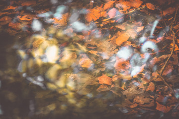 Autumn leaves in water