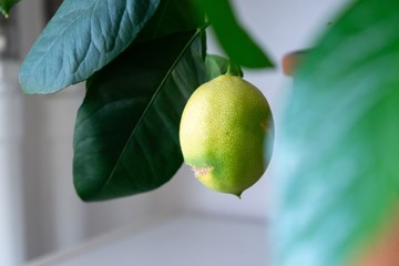 Lemon fruit on the lemon tree in the room. Slovakia