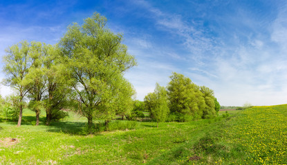 Fototapeta premium Old willows in floodplain near the hilly grassland, panoramic view