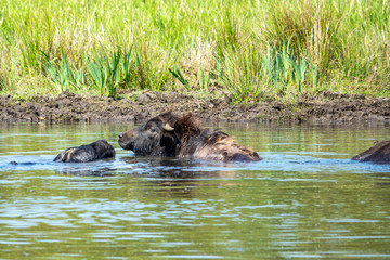 Fototapeta premium Wasserbüffel