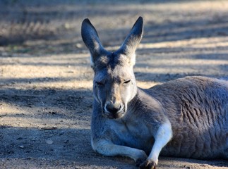 Australian Kangaroo. Adult. Zoo