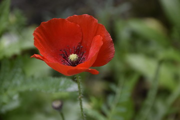 Coquelicot fleur rouge 