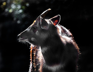 Sitatunga antelope male in the enclosure. Latin name - Tragelaphus spekei  © Mikhail Blajenov