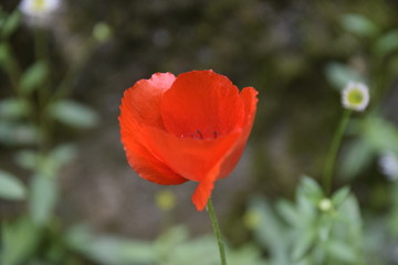 Coquelicot fleur rouge 