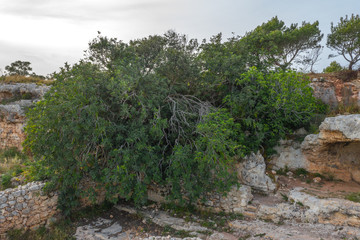 Fototapeta na wymiar The oldest Carob tree in Malta country and is estimated to be a 1000 years old. Ceratonia siliqua