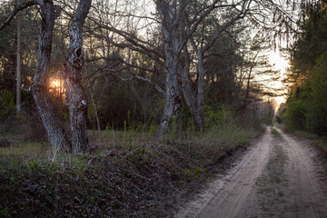 Fototapeta premium Cycling through forest in sunset.