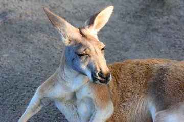 Australian Kangaroo. Adult. Zoo