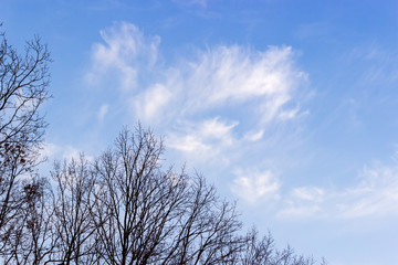 Sky with cirrus clouds and trees silhouettes on a foreground