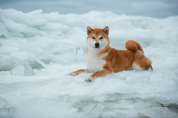 Beautiful portrait of a Shiba dog in the snow. The photo is of good quality.