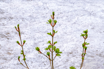 Three young maple branches with blooming green leaves on background of white melting snow. Branches of leaves and buds on a white background