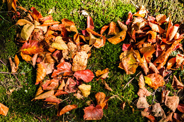 Leafs carpet covering the ground in the autumn colors.