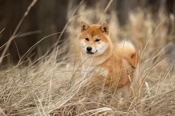 Beautiful portrait of a Shiba dog in the autumn grass. The photo is of good quality.